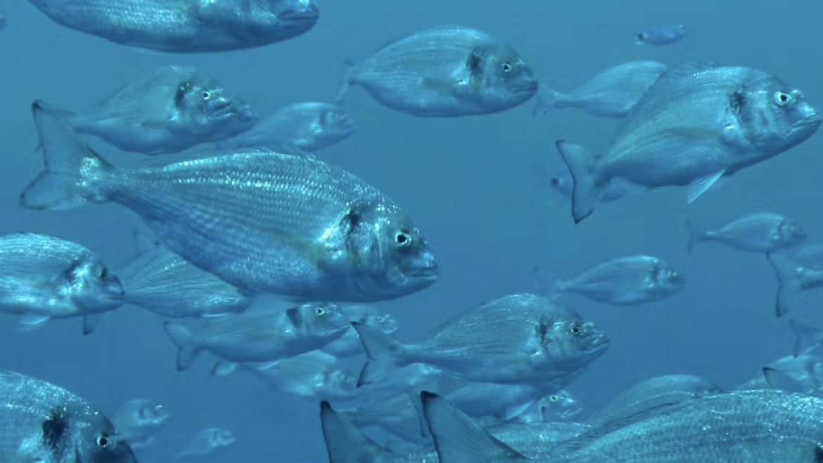 Los peces van al gimnasio: cómo mejorar el bienestar y la calidad de las especies de acuicultura